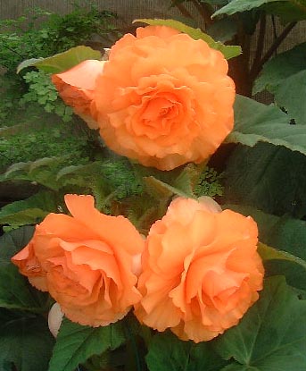 B. ‘Summertime’